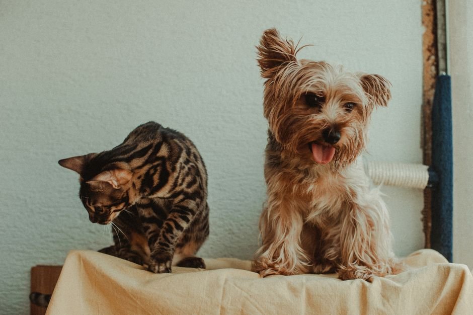 A playful scene of a cute cat and dog posing together on a blanket indoors.