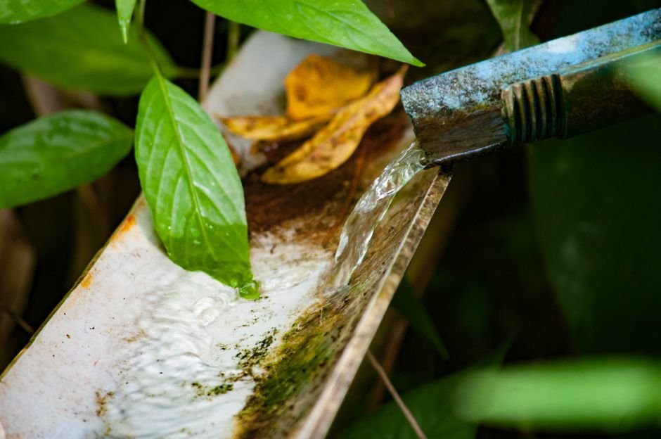 Close-up of water flowing through a pipe amidst lush green leaves in a natural setting.